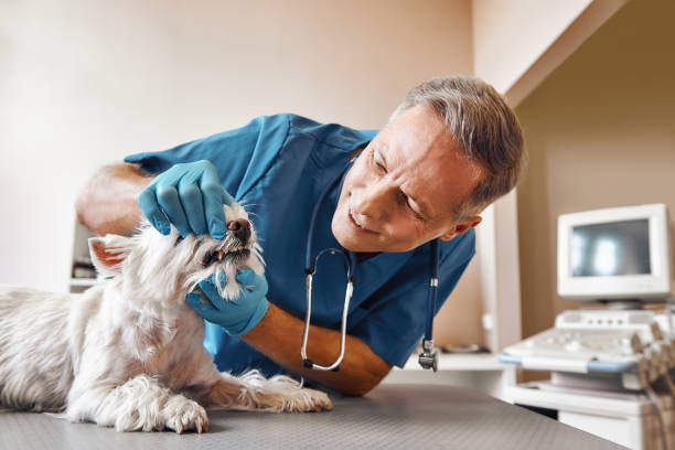 Best Same-Day Emergency Dentist in Shavano Park, TX